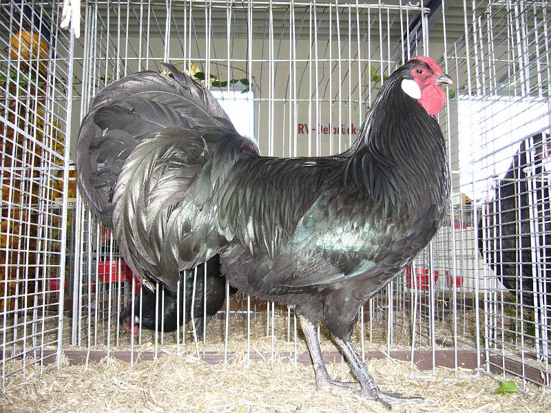 Delbrueck 2008 043.jpg - Rheinländer schwarz von Clemens Stroop Preis V 97 LVE